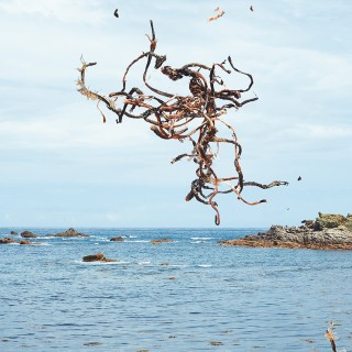 Raphaël Auvray Photographe - LES ALGUES Image 616