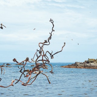 Raphaël Auvray Photographe - LES ALGUES Image 614