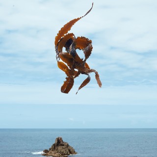 Raphaël Auvray Photographe - LES ALGUES Image 612