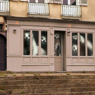 Raphaël Auvray Photographe - LES HERMINES Image 619