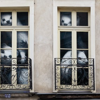 Raphaël Auvray Photographe - LES HERMINES Image 617