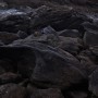 Raphaël Auvray Photographe - LES SERPENTS Image 828